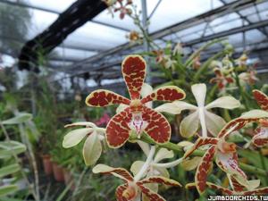 Trichoglottis ionosma