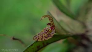 Acianthera variegata