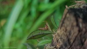 Acianthera variegata