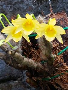 Dendrobium senile