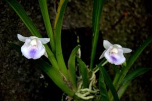 Warczewiczella candida