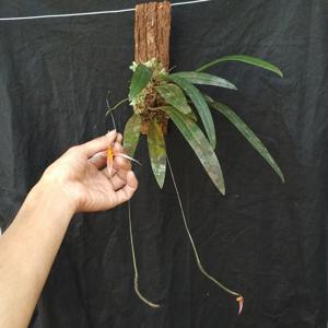Bulbophyllum macrochilum