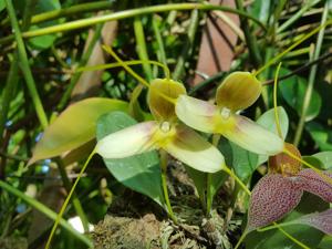 Masdevallia xanthina