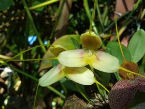 Masdevallia xanthina