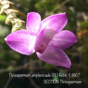 Thrixspermum amplexicaule