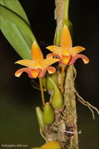 Bulbophyllum lobbii