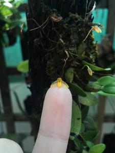 Bulbophyllum tenuifolium