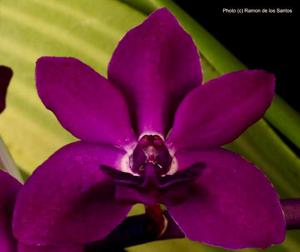 Rhynchostylis gigantea