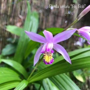 Bletilla striata