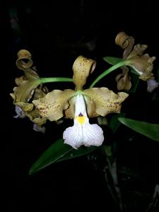 Cattleya velutina