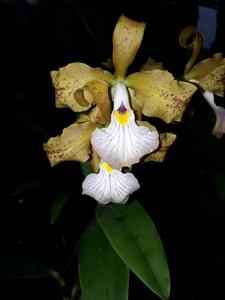 Cattleya velutina