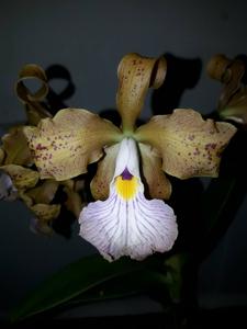 Cattleya velutina