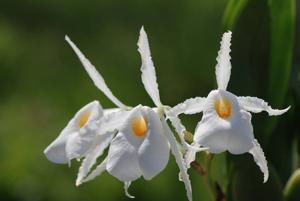 Trichopilia fragrans