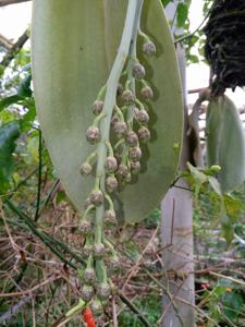 Phalaenopsis gigantea