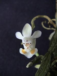 Phalaenopsis thailandica