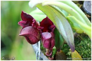 Bulbophyllum cruentum