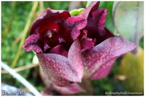 Bulbophyllum cruentum