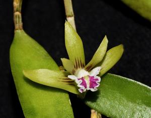 Dendrobium pugioniforme