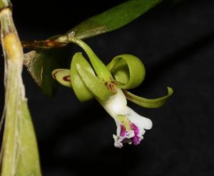 Dendrobium pugioniforme