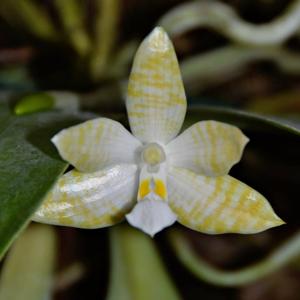 Phalaenopsis lueddemanniana