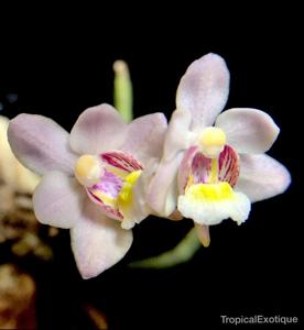 Holcoglossum flavescens