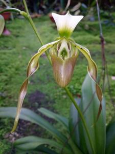 Paphiopedilum dianthum