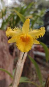 Dendrobium harveyanum