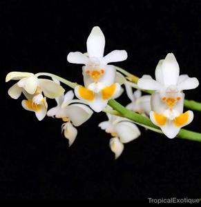 Phalaenopsis thailandica