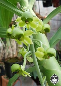 Catasetum rooseveltianum