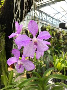 Vanda coerulea