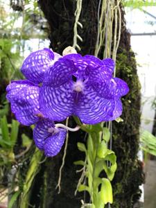 Vanda coerulea