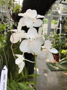 Vanda coerulea f. luwangalba