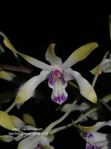 Dendrobium canaliculatum