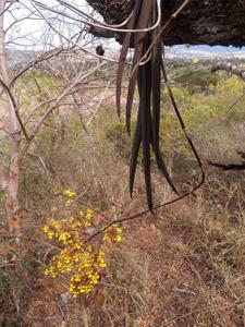 Trichocentrum brachyphyllum