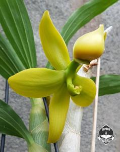 Cycnoches lehmannii