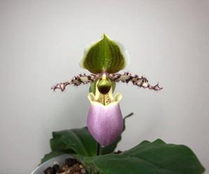 Paphiopedilum liemianum