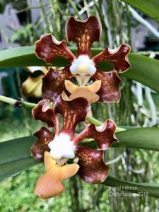 Vanda sumatrana