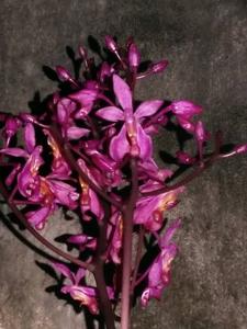 Renanthera caloptera