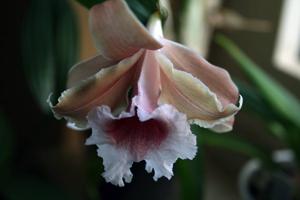 Sobralia atropubescens