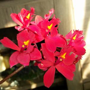 Epidendrum radicans