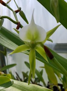 Angraecum eburneum