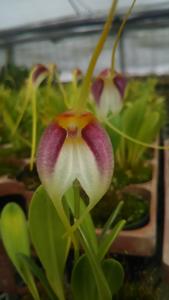 Masdevallia schroederiana