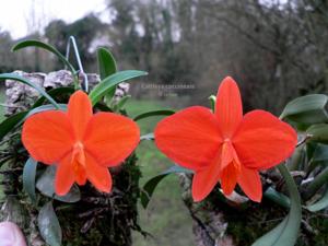 Cattleya coccinea