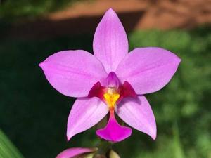 Spathoglottis plicata