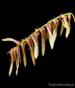 Bulbophyllum sanitii