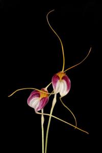 Masdevallia reichenbachiana