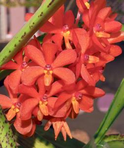 Vanda curvifolia