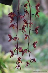 Cymbidium atropurpureum