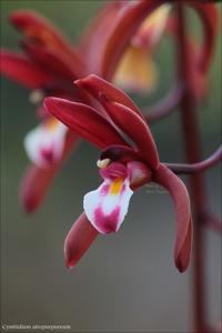 Cymbidium atropurpureum