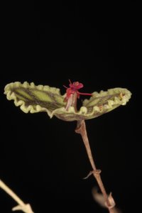 Lepanthes calodictyon